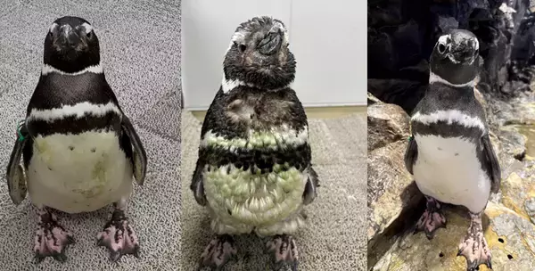 【すみだ水族館】新しい羽に生え変わる「換羽」を迎えたペンギンたちに注目!換羽を知り、体験できる展示を7月30日より実施
