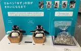 「【すみだ水族館】新しい羽に生え変わる「換羽」を迎えたペンギンたちに注目!換羽を知り、体験できる展示を7月30日より実施」の画像2
