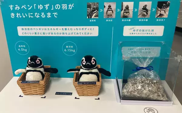 「【すみだ水族館】新しい羽に生え変わる「換羽」を迎えたペンギンたちに注目!換羽を知り、体験できる展示を7月30日より実施」の画像