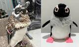 「【すみだ水族館】新しい羽に生え変わる「換羽」を迎えたペンギンたちに注目!換羽を知り、体験できる展示を7月30日より実施」の画像3