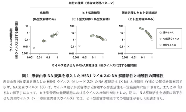 鳥インフルエンザウイルスがヒトに感染しやすくなる「初期段階」を解明