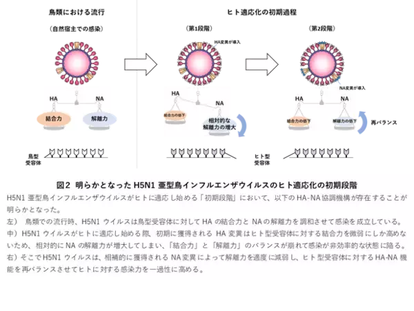 「鳥インフルエンザウイルスがヒトに感染しやすくなる「初期段階」を解明」の画像