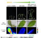 「植物が受ける塩害メカニズムを解明し、砂漠化抑制に貢献」の画像1