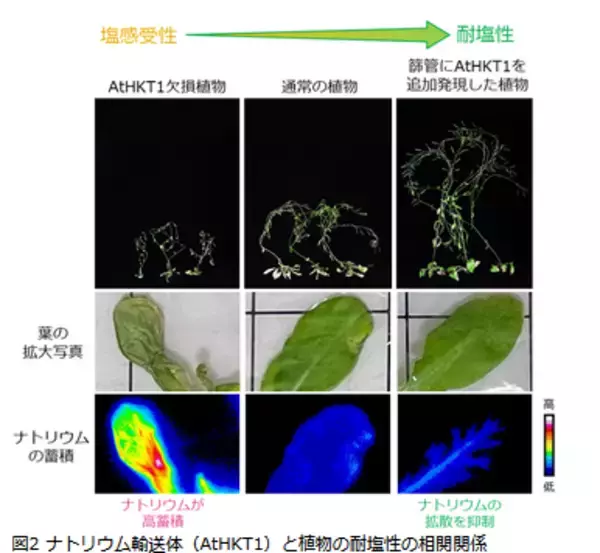 植物が受ける塩害メカニズムを解明し、砂漠化抑制に貢献