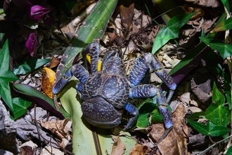 “怪獣”的要素満載な8本足をド撮！ 「三好秀昌のニッポン探訪・取材ウラ話　第26回〜ヤシガニ」