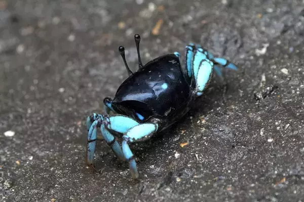 「“怪獣”的要素満載な8本足をド撮！ 「三好秀昌のニッポン探訪・取材ウラ話　第26回〜ヤシガニ」」の画像