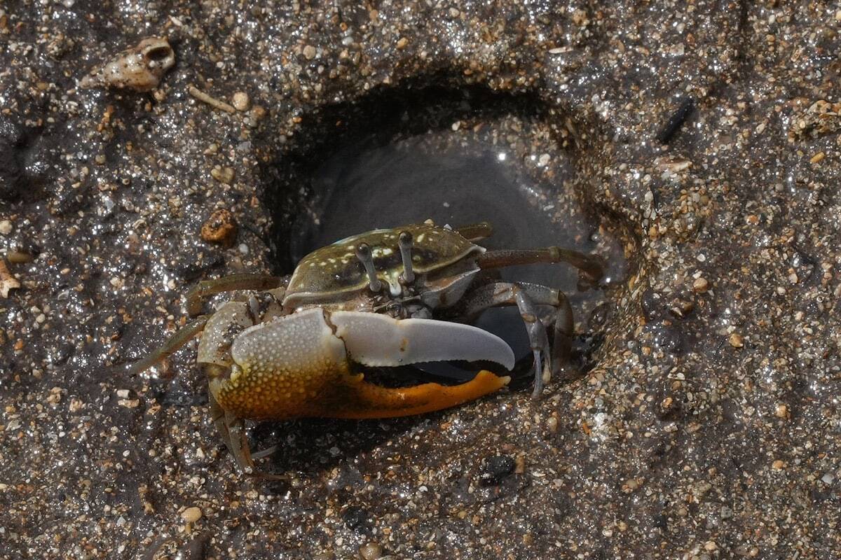 “怪獣”的要素満載な8本足をド撮！ 「三好秀昌のニッポン探訪・取材ウラ話　第26回〜ヤシガニ」