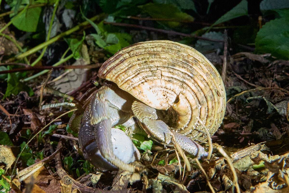 “怪獣”的要素満載な8本足をド撮！ 「三好秀昌のニッポン探訪・取材ウラ話　第26回〜ヤシガニ」