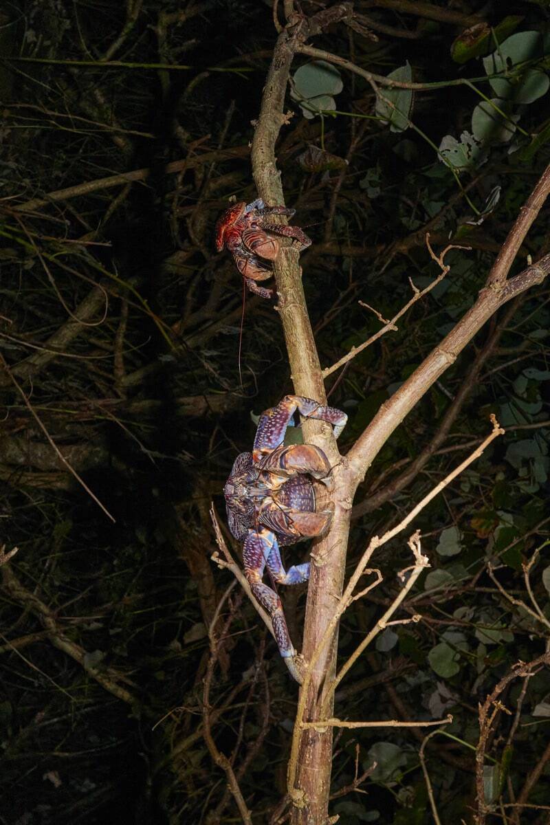 “怪獣”的要素満載な8本足をド撮！ 「三好秀昌のニッポン探訪・取材ウラ話　第26回〜ヤシガニ」