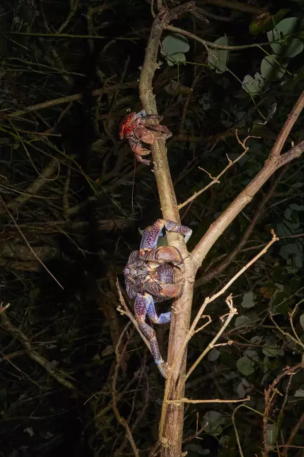 「“怪獣”的要素満載な8本足をド撮！ 「三好秀昌のニッポン探訪・取材ウラ話　第26回〜ヤシガニ」」の画像