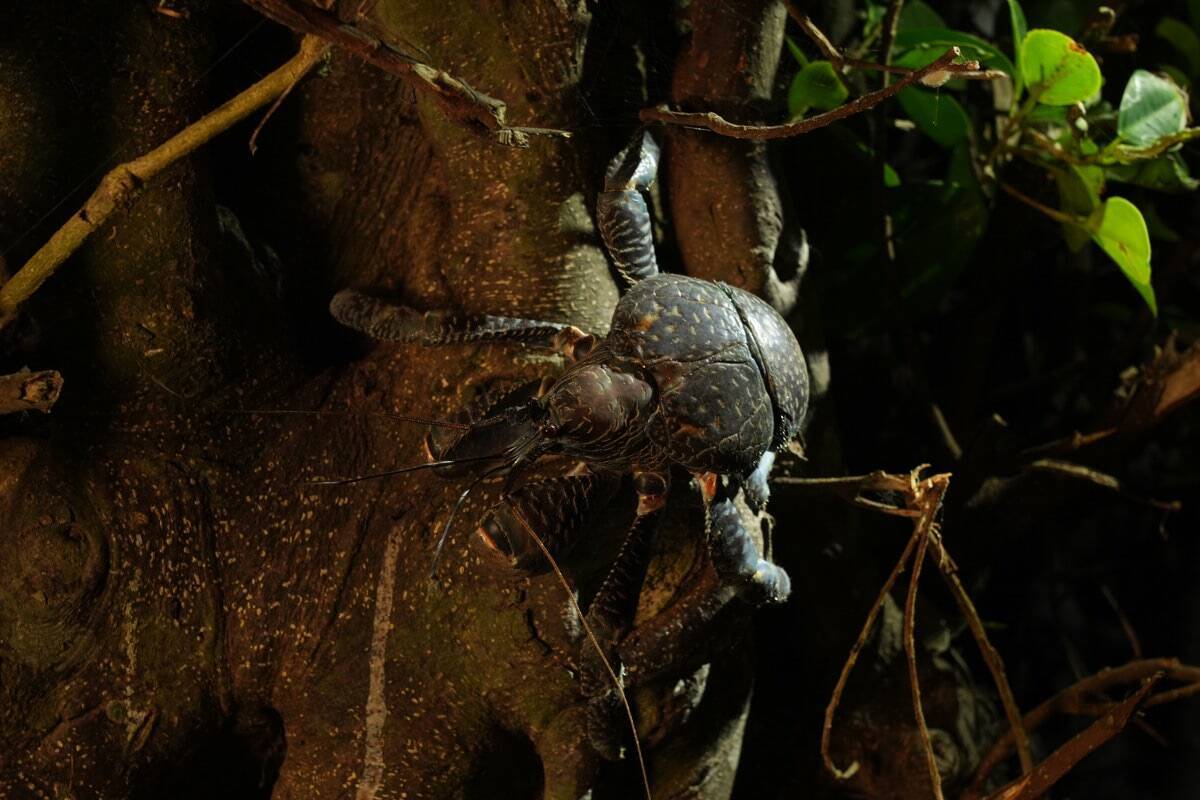 “怪獣”的要素満載な8本足をド撮！ 「三好秀昌のニッポン探訪・取材ウラ話　第26回〜ヤシガニ」