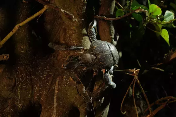 「“怪獣”的要素満載な8本足をド撮！ 「三好秀昌のニッポン探訪・取材ウラ話　第26回〜ヤシガニ」」の画像