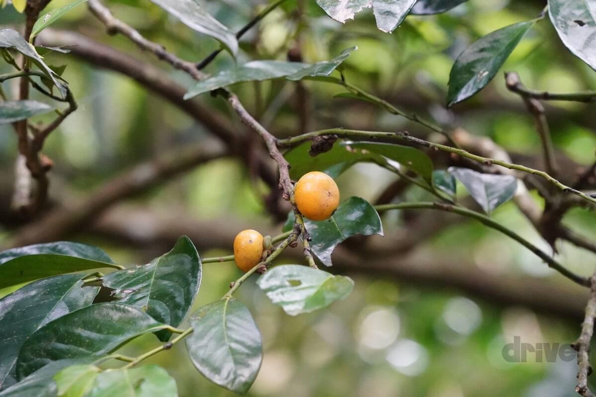 “怪獣”的要素満載な8本足をド撮！ 「三好秀昌のニッポン探訪・取材ウラ話　第26回〜ヤシガニ」