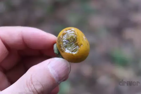 「“怪獣”的要素満載な8本足をド撮！ 「三好秀昌のニッポン探訪・取材ウラ話　第26回〜ヤシガニ」」の画像