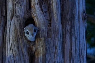 人類の知恵で小さな野生動物を瞬撮！ 「三好秀昌のニッポン探訪・取材ウラ話　第24回〜モモンガ」