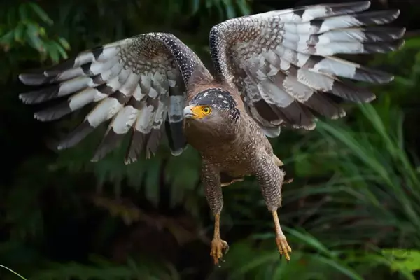 「貴重な“カンムリ（冠）”ポーズを瞬撮！「三好秀昌のニッポン探訪・取材ウラ話　第16回〜カンムリワシ」」の画像