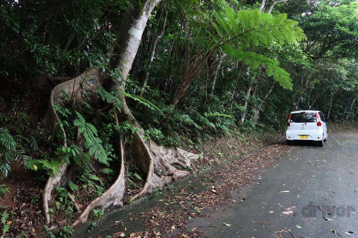 貴重な“カンムリ（冠）”ポーズを瞬撮！「三好秀昌のニッポン探訪・取材ウラ話　第16回〜カンムリワシ」