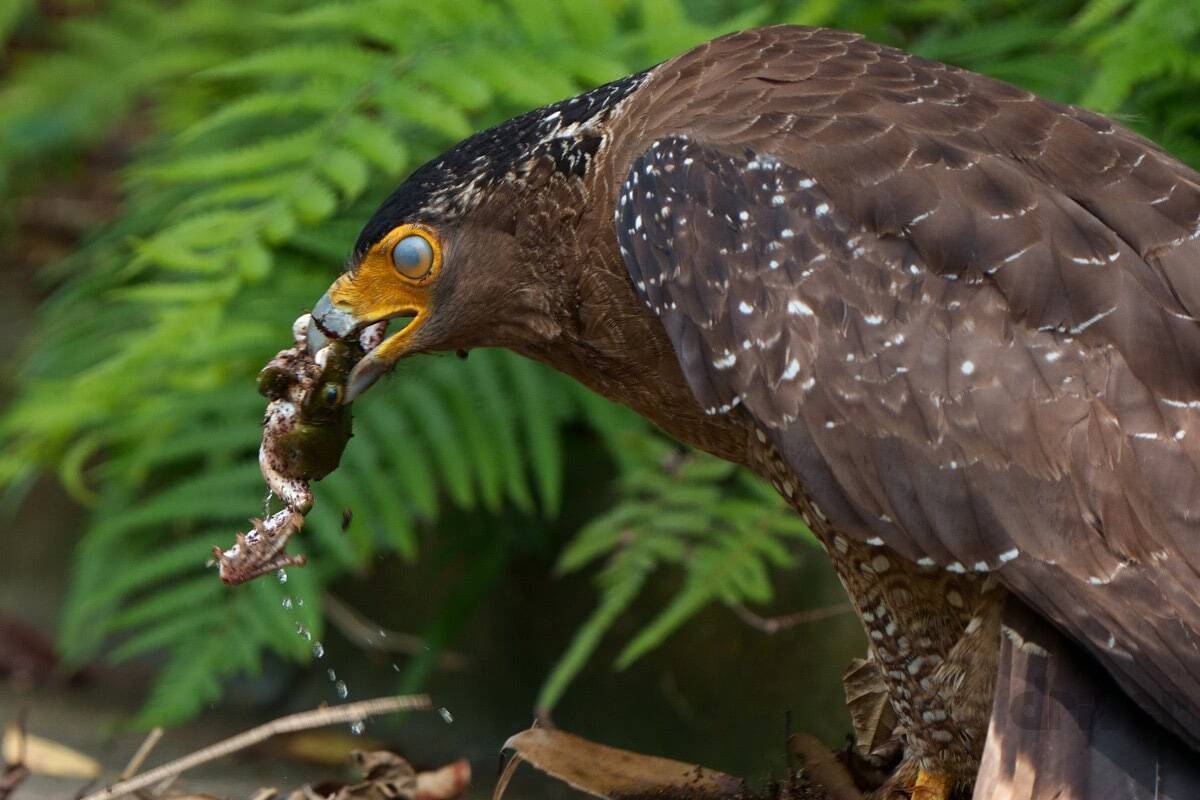 貴重な“カンムリ（冠）”ポーズを瞬撮！「三好秀昌のニッポン探訪・取材ウラ話　第16回〜カンムリワシ」