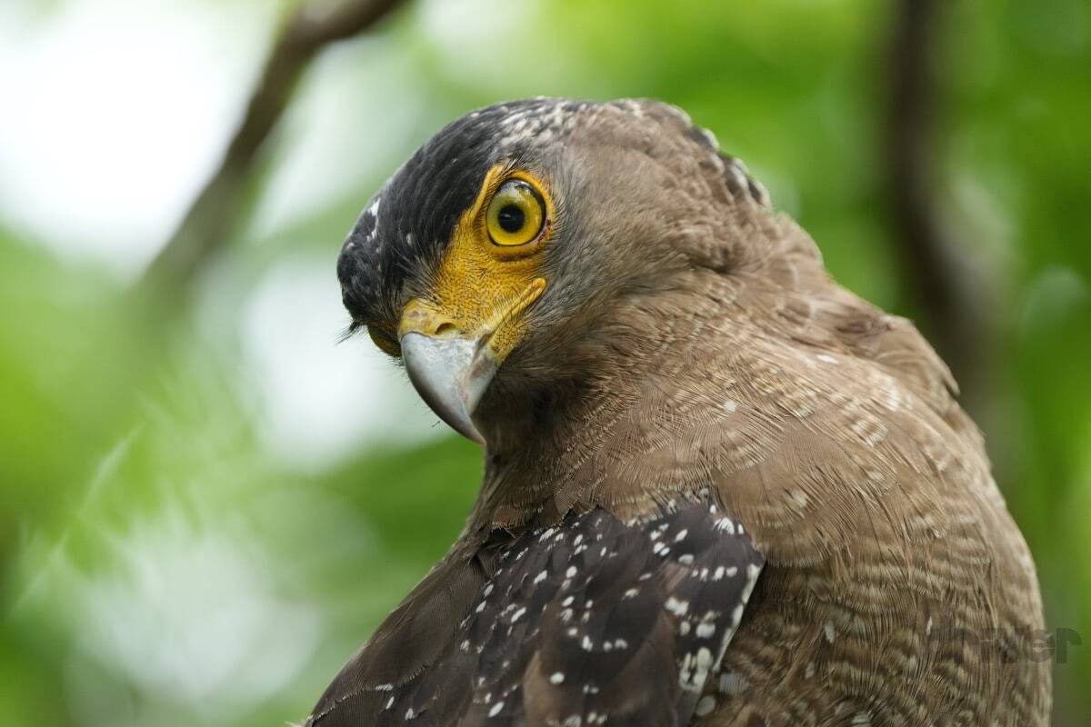 貴重な“カンムリ（冠）”ポーズを瞬撮！「三好秀昌のニッポン探訪・取材ウラ話　第16回〜カンムリワシ」