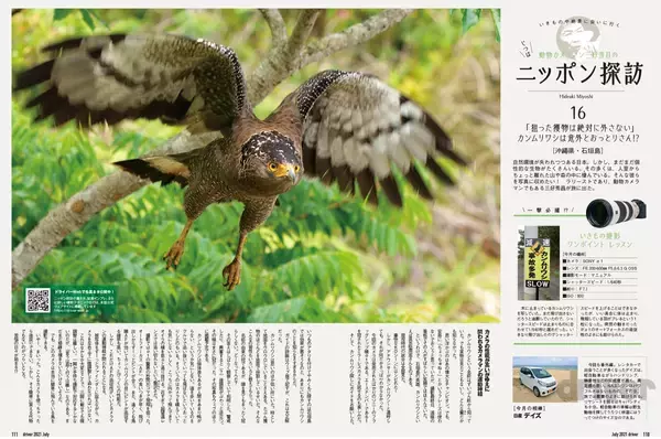 「貴重な“カンムリ（冠）”ポーズを瞬撮！「三好秀昌のニッポン探訪・取材ウラ話　第16回〜カンムリワシ」」の画像