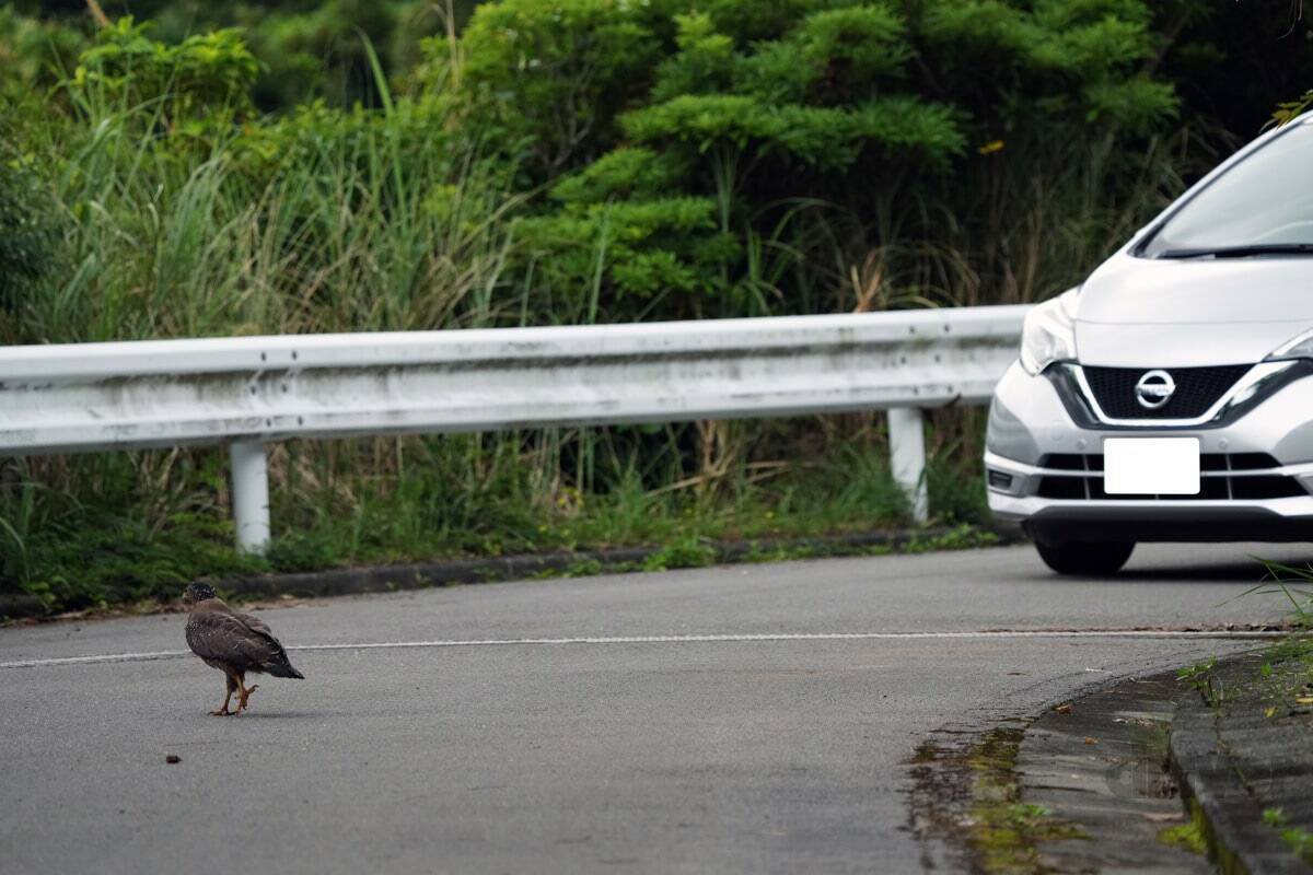 貴重な“カンムリ（冠）”ポーズを瞬撮！「三好秀昌のニッポン探訪・取材ウラ話　第16回〜カンムリワシ」