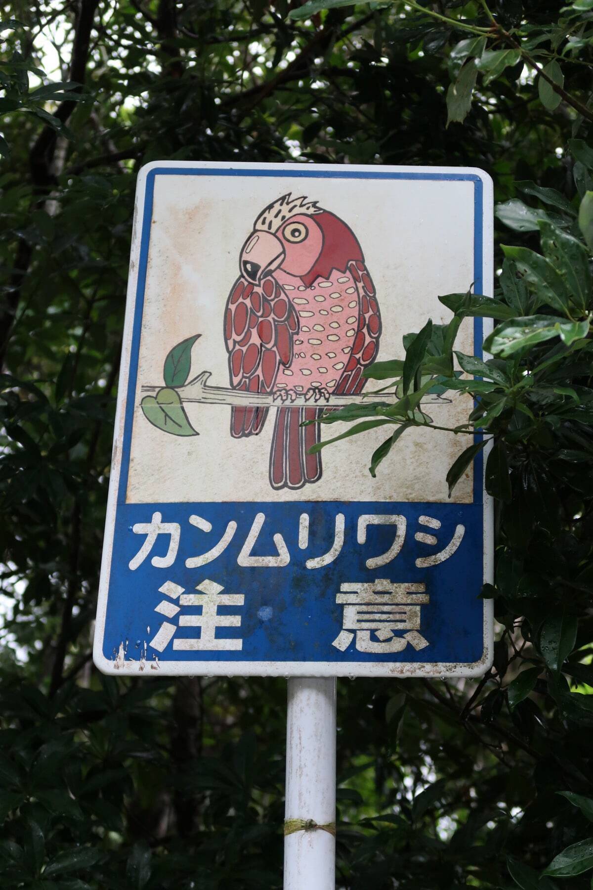 貴重な“カンムリ（冠）”ポーズを瞬撮！「三好秀昌のニッポン探訪・取材ウラ話　第16回〜カンムリワシ」