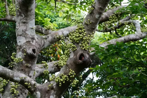 「貴重な“カンムリ（冠）”ポーズを瞬撮！「三好秀昌のニッポン探訪・取材ウラ話　第16回〜カンムリワシ」」の画像