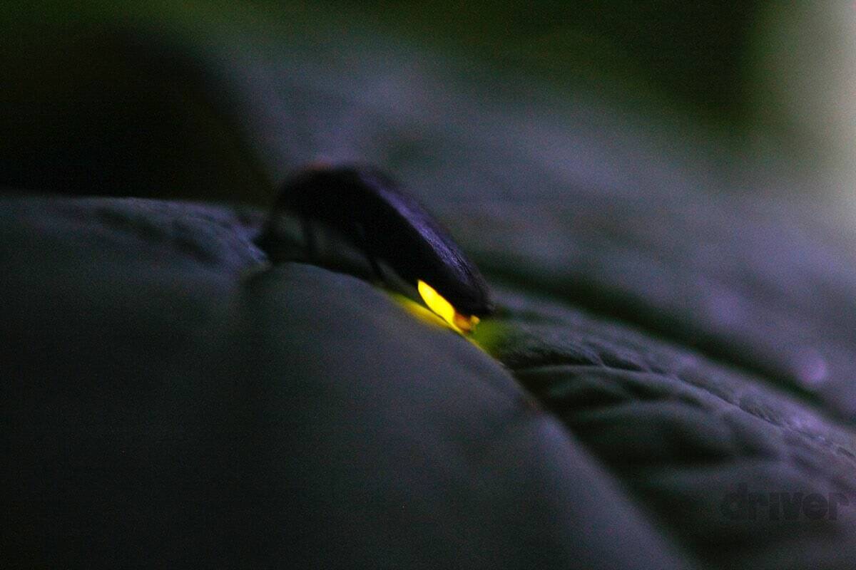 幻想的なホタルをキラキラ連写！「三好秀昌のニッポン探訪・取材ウラ話　第17回〜ホタル」