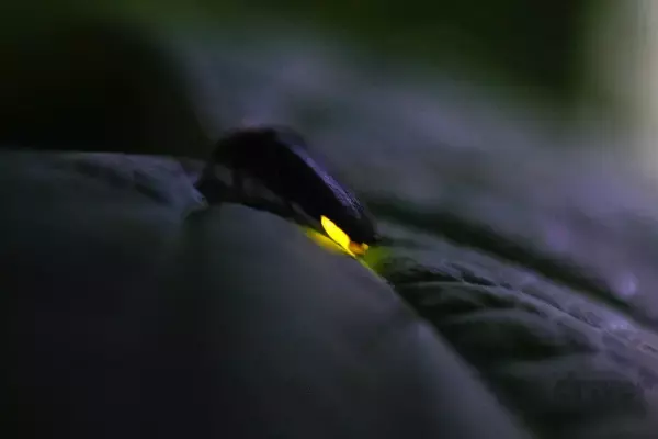 「幻想的なホタルをキラキラ連写！「三好秀昌のニッポン探訪・取材ウラ話　第17回〜ホタル」」の画像