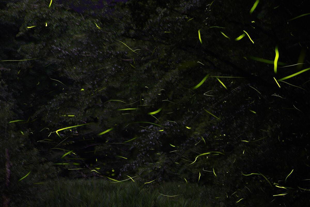 幻想的なホタルをキラキラ連写！「三好秀昌のニッポン探訪・取材ウラ話　第17回〜ホタル」