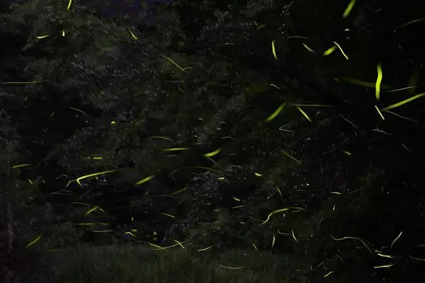 「幻想的なホタルをキラキラ連写！「三好秀昌のニッポン探訪・取材ウラ話　第17回〜ホタル」」の画像