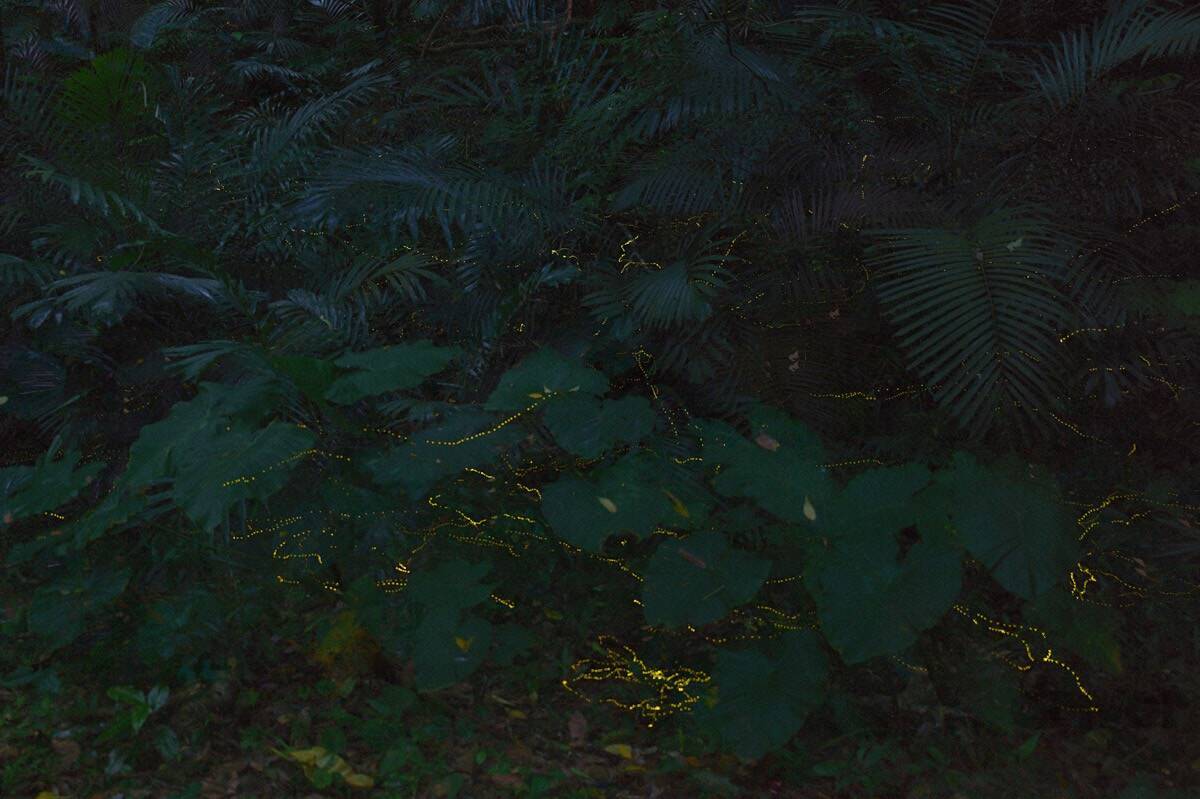 幻想的なホタルをキラキラ連写！「三好秀昌のニッポン探訪・取材ウラ話　第17回〜ホタル」