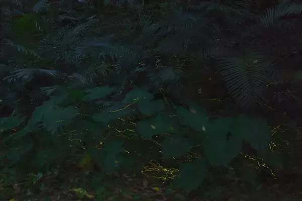 「幻想的なホタルをキラキラ連写！「三好秀昌のニッポン探訪・取材ウラ話　第17回〜ホタル」」の画像