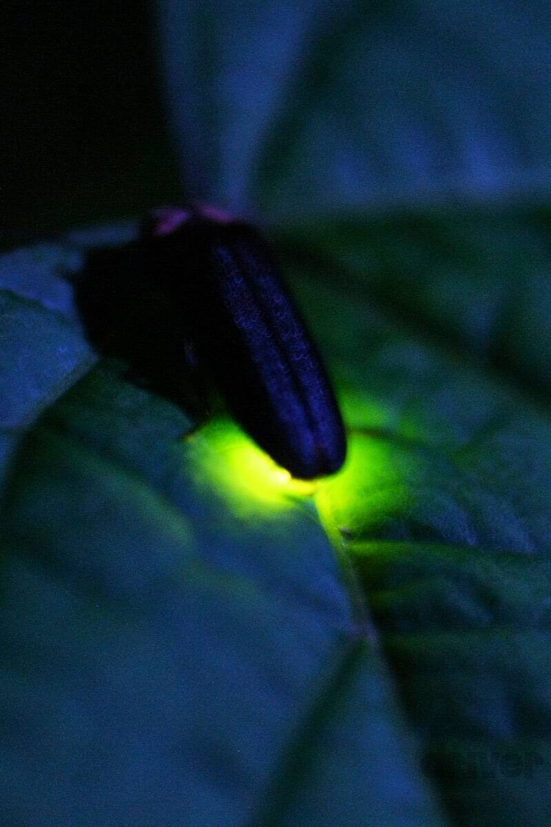 幻想的なホタルをキラキラ連写！「三好秀昌のニッポン探訪・取材ウラ話　第17回〜ホタル」