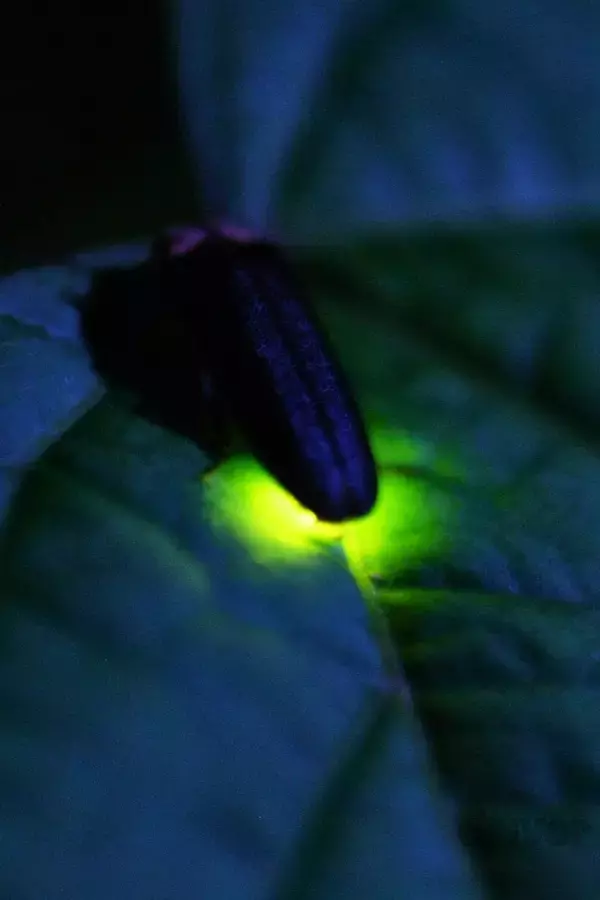 「幻想的なホタルをキラキラ連写！「三好秀昌のニッポン探訪・取材ウラ話　第17回〜ホタル」」の画像