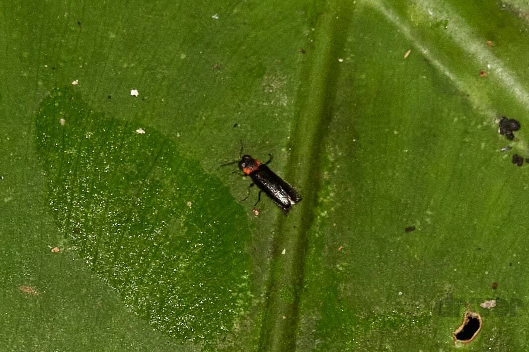 幻想的なホタルをキラキラ連写！「三好秀昌のニッポン探訪・取材ウラ話　第17回〜ホタル」