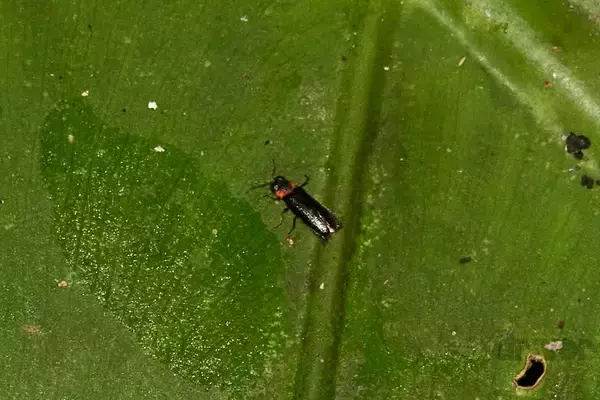 「幻想的なホタルをキラキラ連写！「三好秀昌のニッポン探訪・取材ウラ話　第17回〜ホタル」」の画像