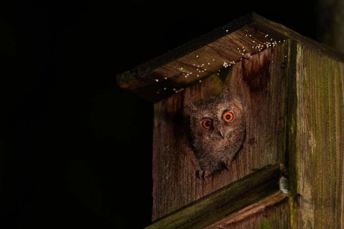 睡眠不足で根負けしてあわや撮影失敗⁉「三好秀昌のニッポン探訪・取材ウラ話　第18回〜オオコノハズク」