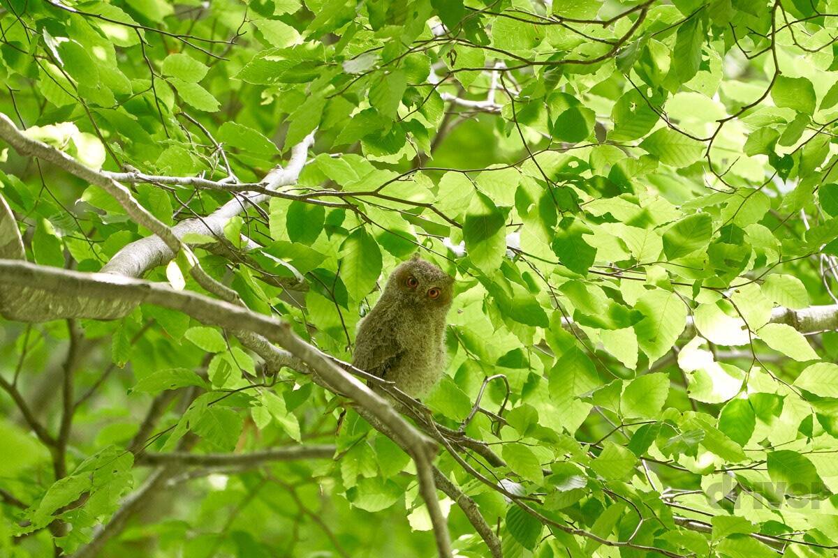 睡眠不足で根負けしてあわや撮影失敗⁉「三好秀昌のニッポン探訪・取材ウラ話　第18回〜オオコノハズク」