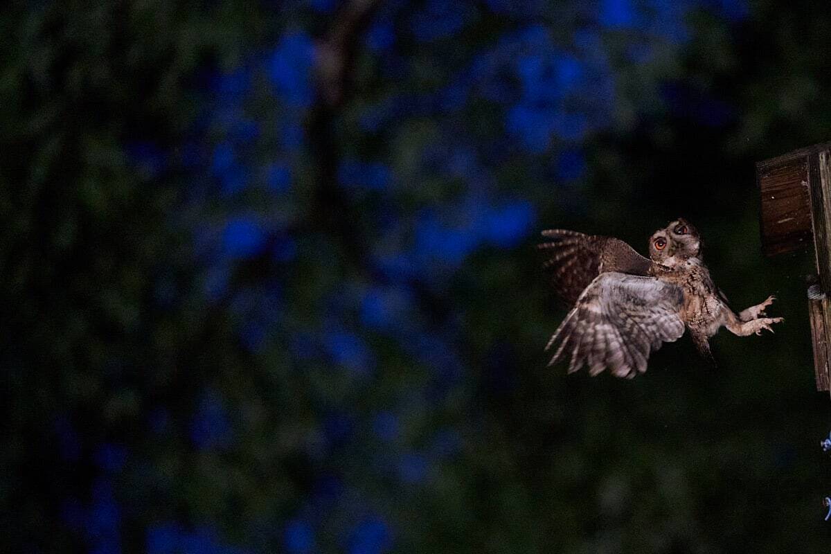 睡眠不足で根負けしてあわや撮影失敗⁉「三好秀昌のニッポン探訪・取材ウラ話　第18回〜オオコノハズク」