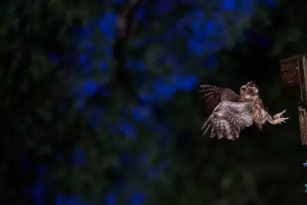 「睡眠不足で根負けしてあわや撮影失敗⁉「三好秀昌のニッポン探訪・取材ウラ話　第18回〜オオコノハズク」」の画像