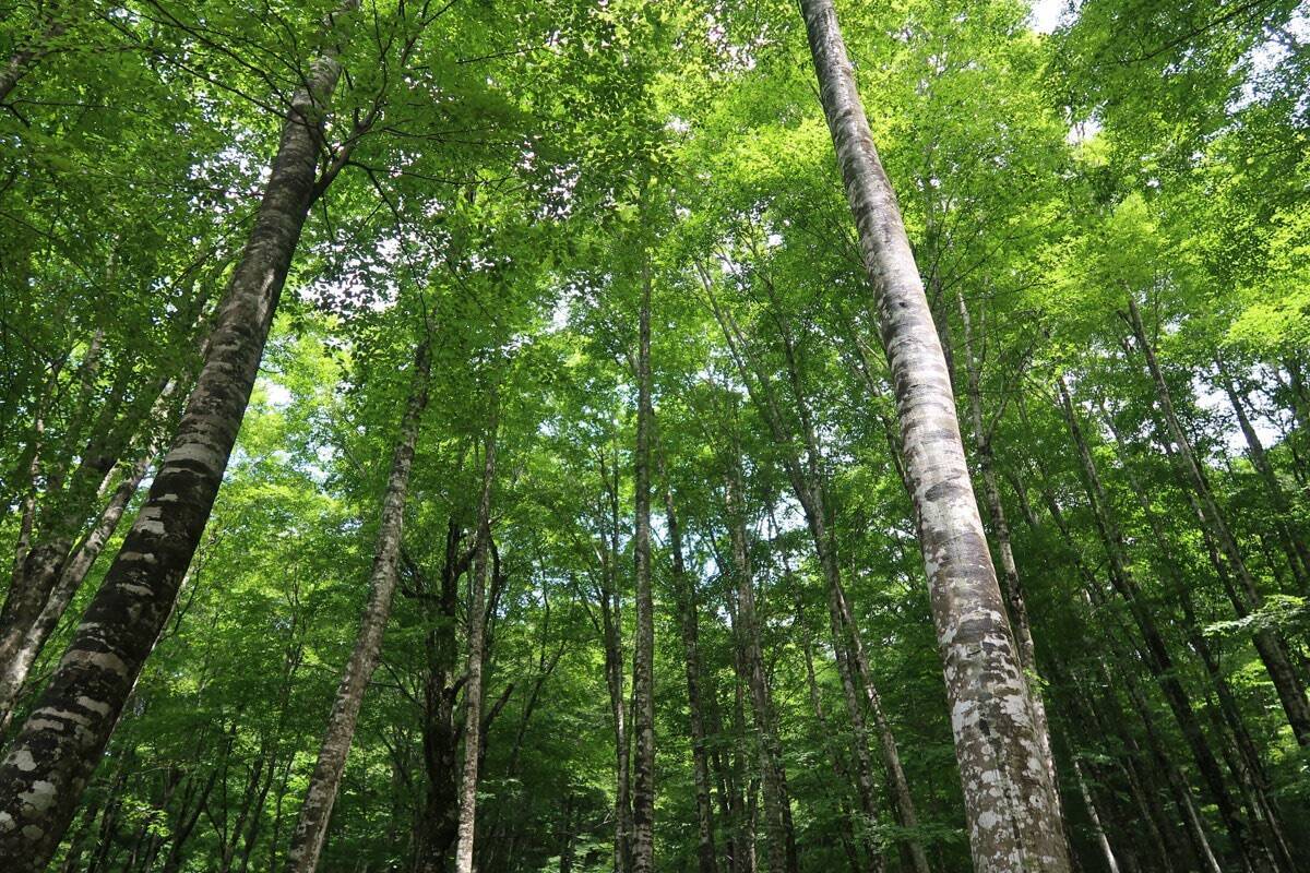 睡眠不足で根負けしてあわや撮影失敗⁉「三好秀昌のニッポン探訪・取材ウラ話　第18回〜オオコノハズク」