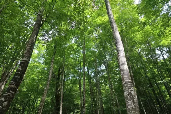 「睡眠不足で根負けしてあわや撮影失敗⁉「三好秀昌のニッポン探訪・取材ウラ話　第18回〜オオコノハズク」」の画像