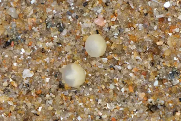 「太古より生き続けるカブトガニの脱皮殻をスケスケ写!?「三好秀昌のニッポン探訪・取材ウラ話　第19回〜カブトガニ」」の画像