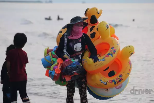 「太古より生き続けるカブトガニの脱皮殻をスケスケ写!?「三好秀昌のニッポン探訪・取材ウラ話　第19回〜カブトガニ」」の画像