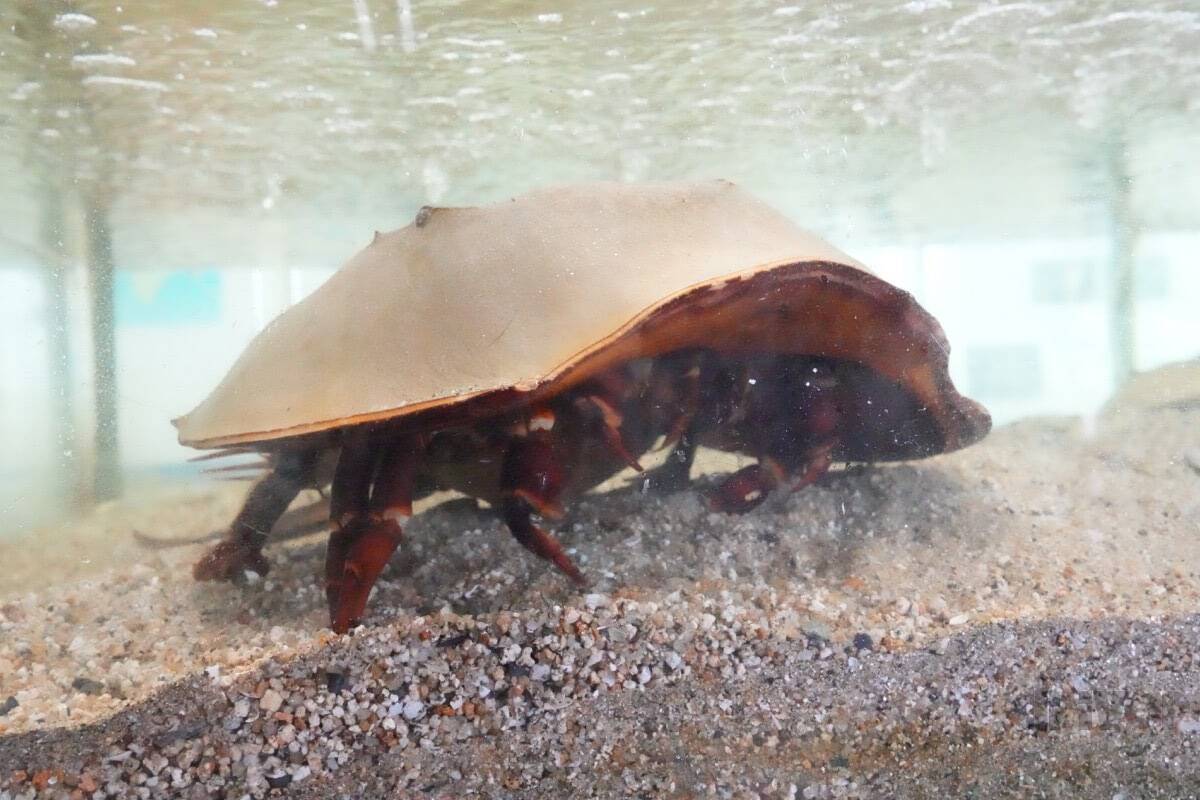 太古より生き続けるカブトガニの脱皮殻をスケスケ写!?「三好秀昌のニッポン探訪・取材ウラ話　第19回〜カブトガニ」