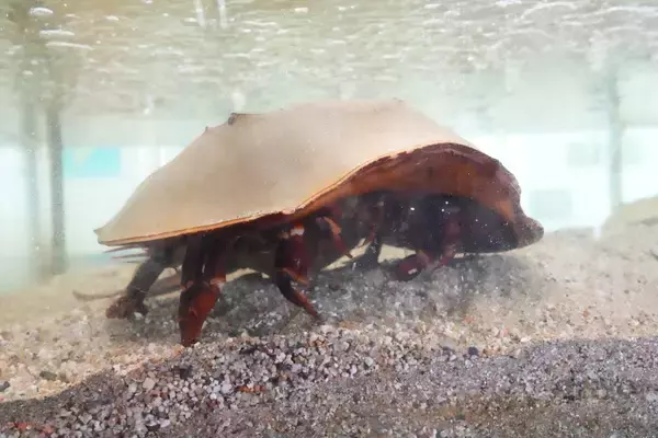 「太古より生き続けるカブトガニの脱皮殻をスケスケ写!?「三好秀昌のニッポン探訪・取材ウラ話　第19回〜カブトガニ」」の画像