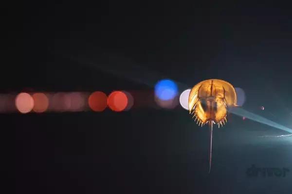 太古より生き続けるカブトガニの脱皮殻をスケスケ写!?「三好秀昌のニッポン探訪・取材ウラ話　第19回〜カブトガニ」