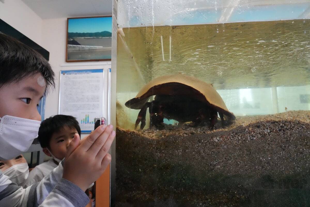 太古より生き続けるカブトガニの脱皮殻をスケスケ写!?「三好秀昌のニッポン探訪・取材ウラ話　第19回〜カブトガニ」