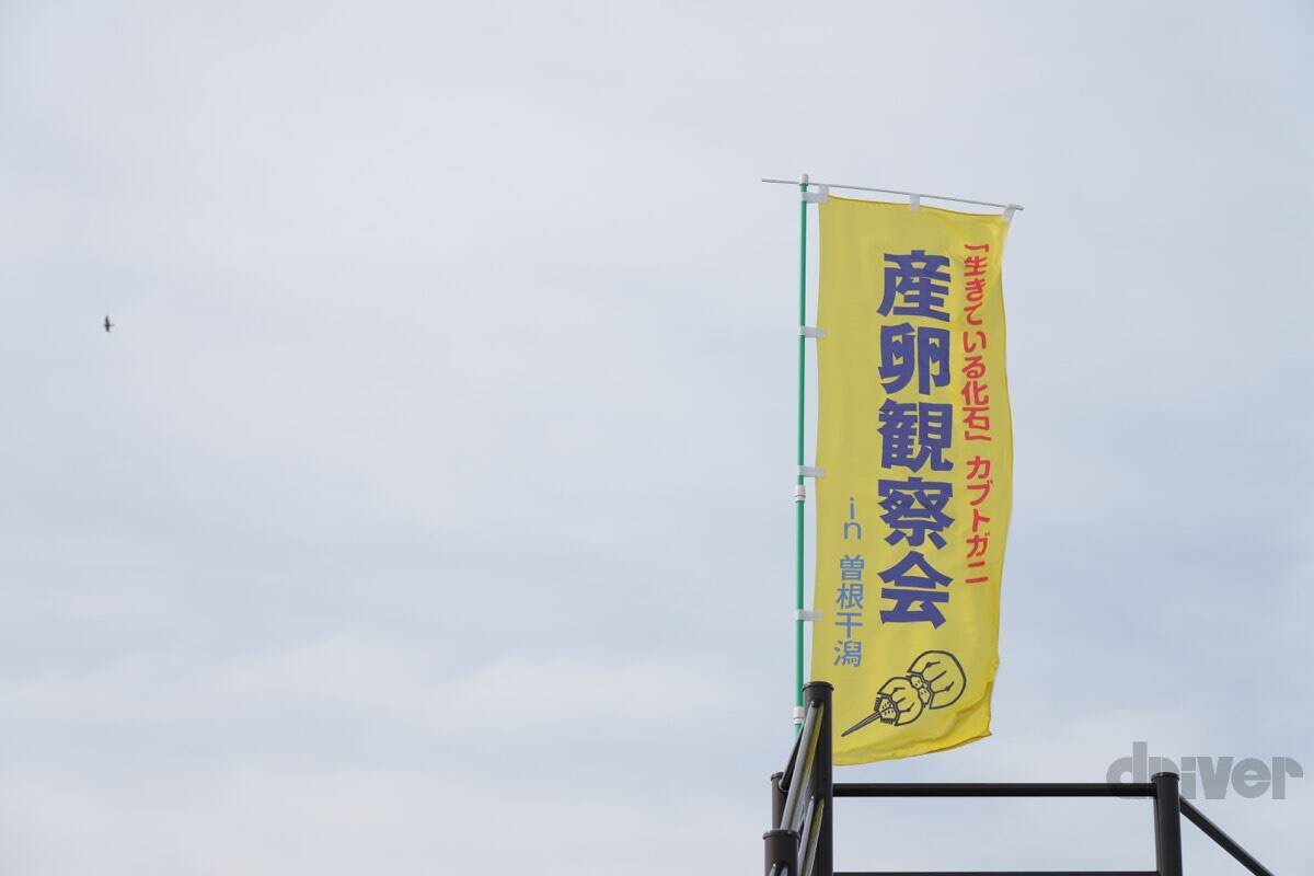 太古より生き続けるカブトガニの脱皮殻をスケスケ写!?「三好秀昌のニッポン探訪・取材ウラ話　第19回〜カブトガニ」